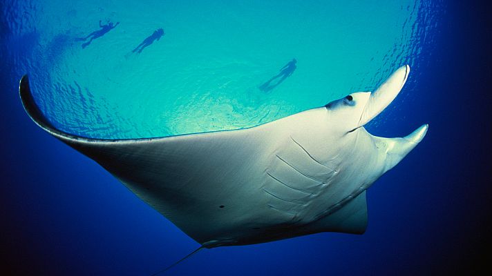 Grandes documentales - El planeta bajo el agua: Los gigantes del mar