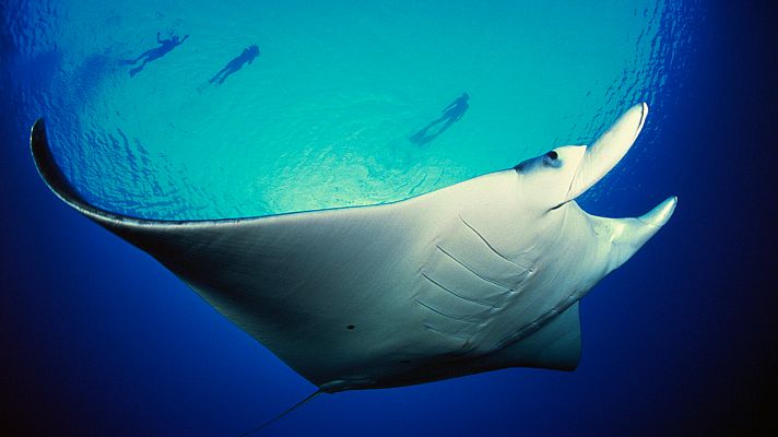 Grandes documentales - El planeta bajo el agua: Los gigantes del mar