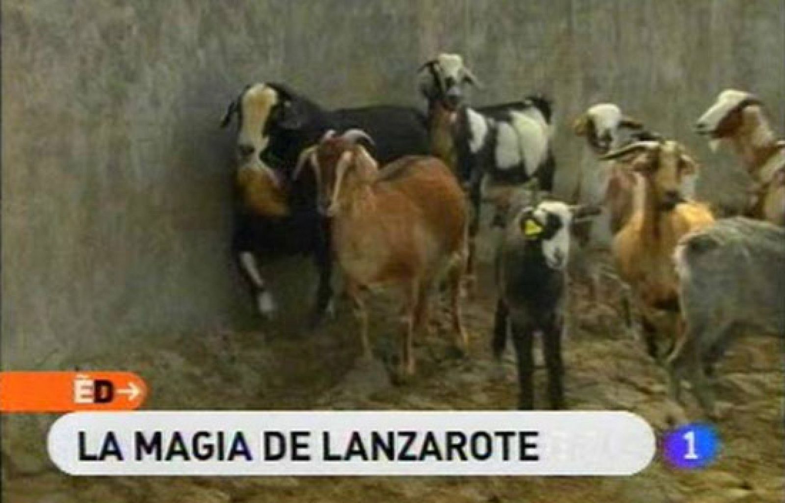 España Directo - Queso de cabra de Lanzarote - RTVE Cocina | Ver