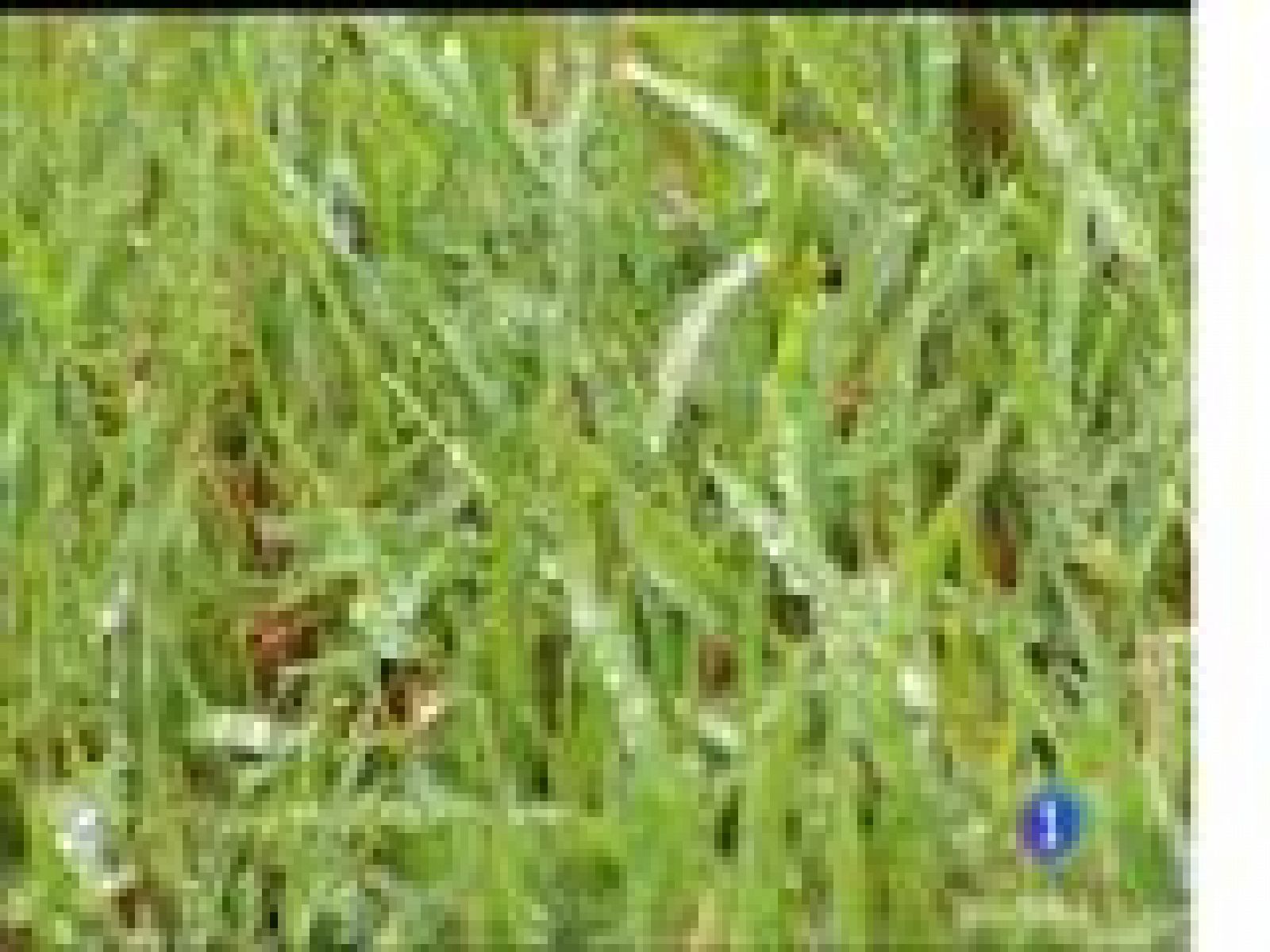 El tiempo en Asturias - 13/07/17 | Ver