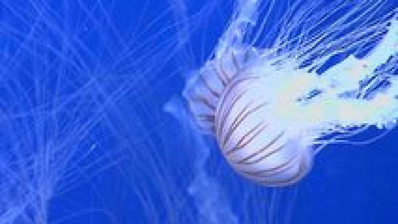 La Comunidad Valenciana en 2' - 13/07/17 - ver ahora