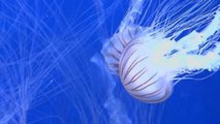 L'informatiu - Comunitat Valenciana - La Comunidad Valenciana en 2' - 13/07/17