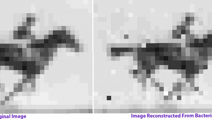 Científicos de Harvard logran insertar una imagen animada en el ADN de una bacteria viva