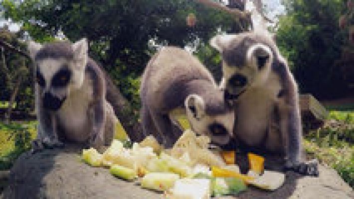 Españoles en el mundo - Nueva Caledonia