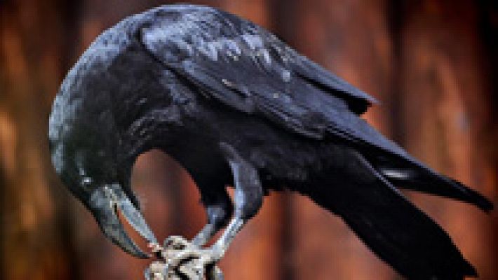 Telediario 1 - Los cuervos son capaces de planificar, como las personas y los simios