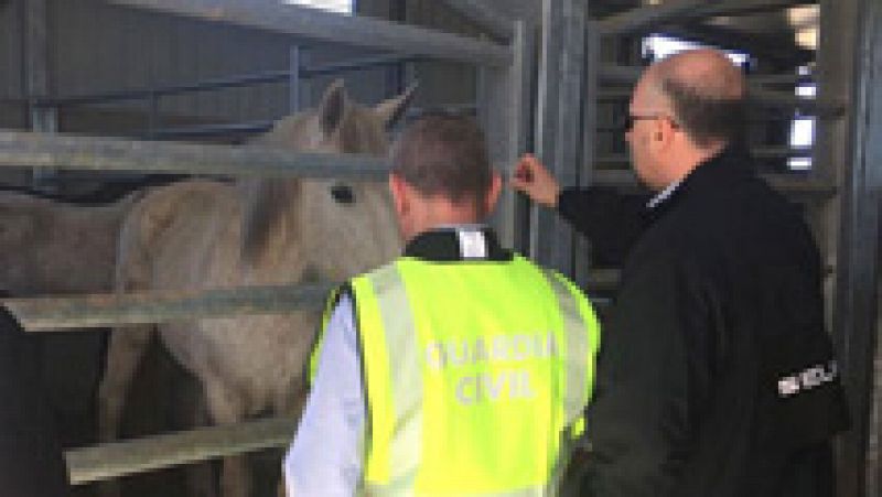 Desmantelan una red de comercialización de carne de caballo fraudulenta