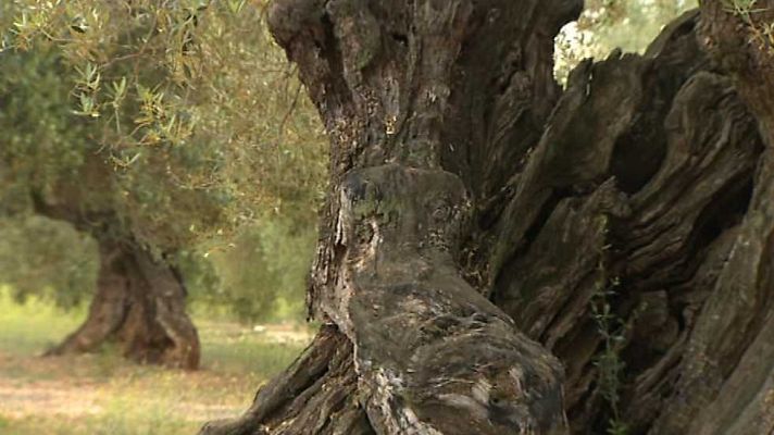 Somos DietaMediterránea - Olivos milenarios