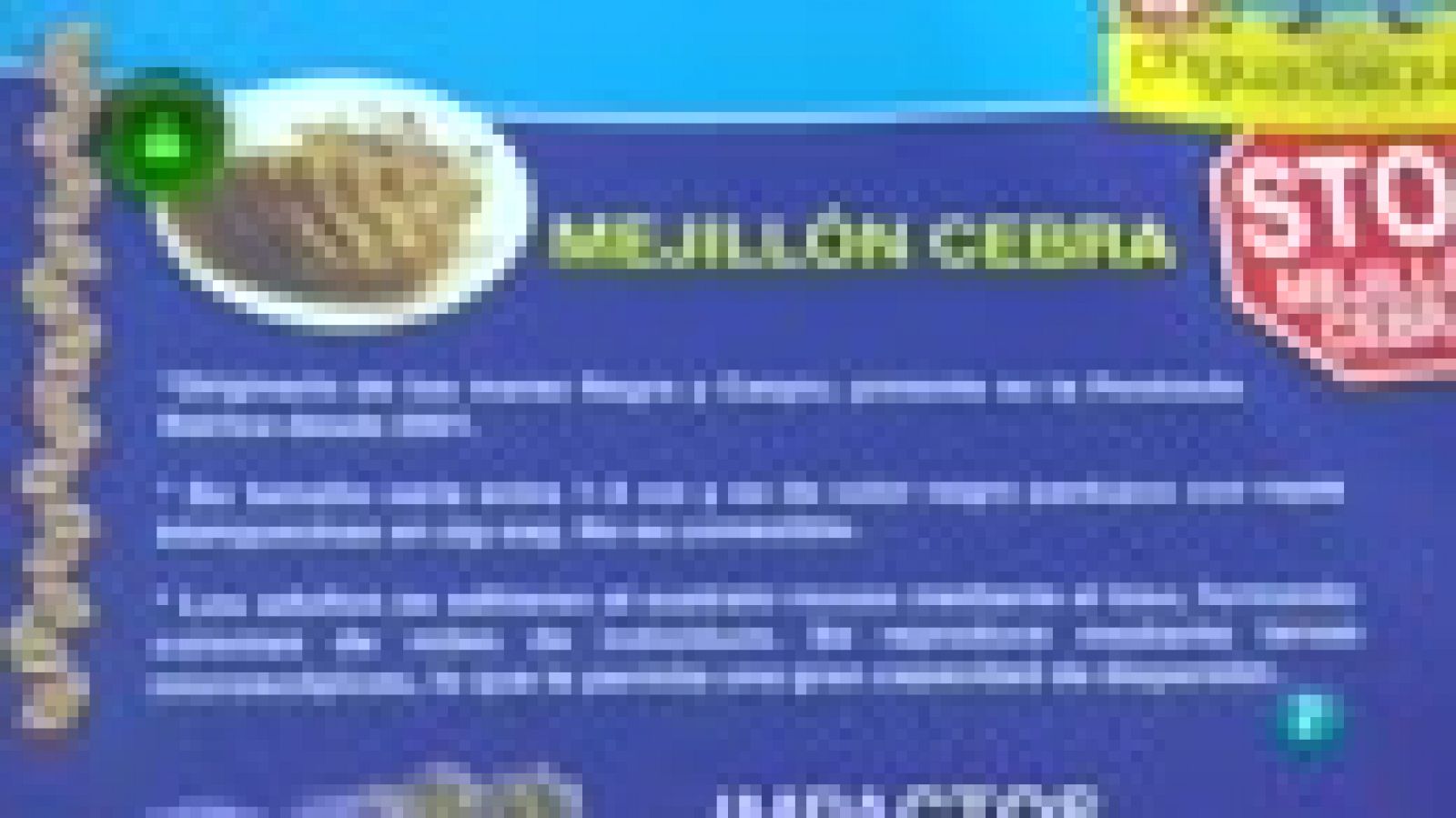 Laboratorio de ideas, MEJILLONES CEBRA