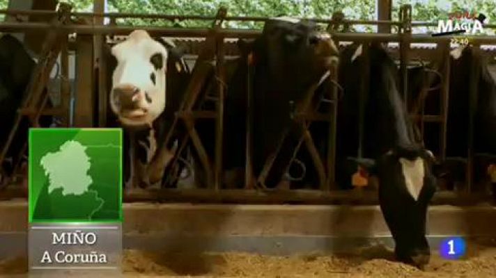 Aquí la Tierra - Helados recién "ordeñados"