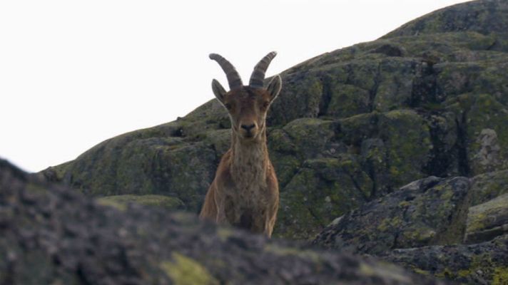 Aquí la Tierra - Cabra hispánica, emblema de Gredos