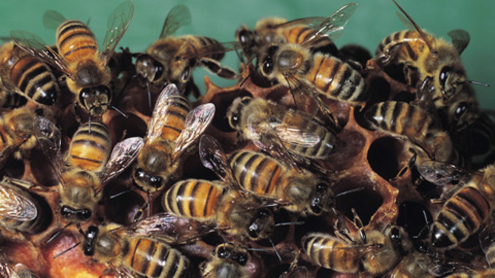 Telediario 1: Las abejas pueden ayudar a restaurar el medio ambiente con rapidez | RTVE Play