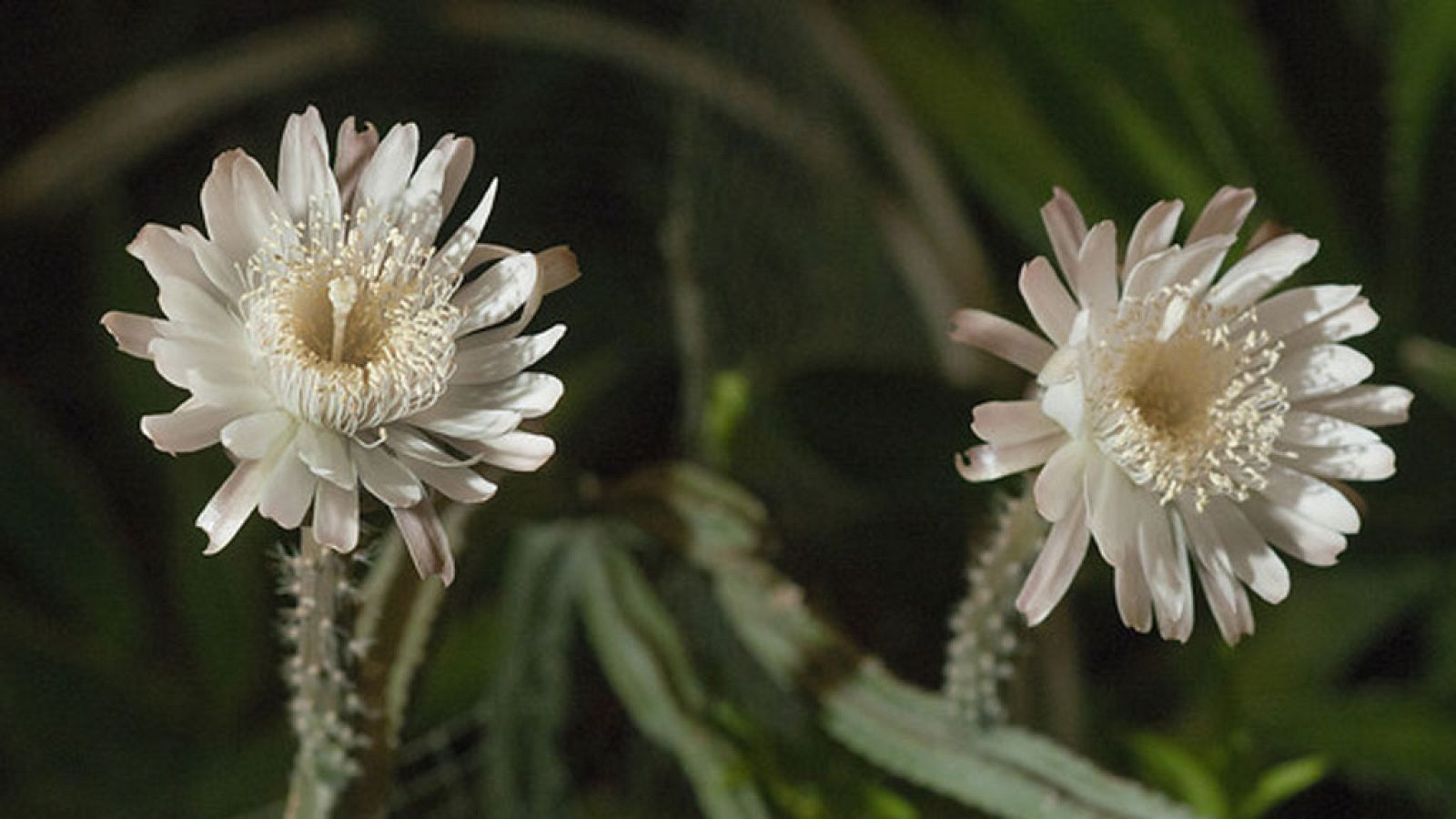 La Comunidad de Madrid en 4' - 25/07/17