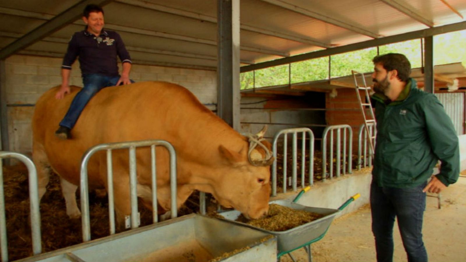 ¿Cuánto pesa un buey?