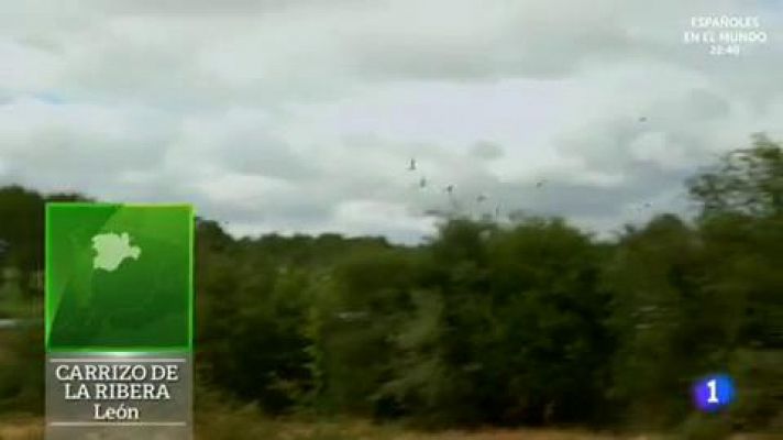 Aquí la Tierra - ¿Cuánto pesa un buey?