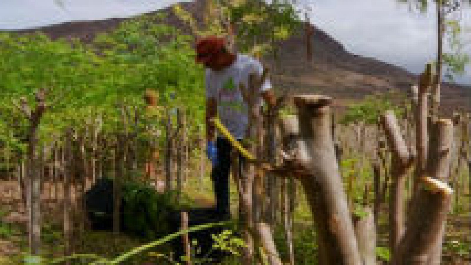 Moringa, un superalimento.