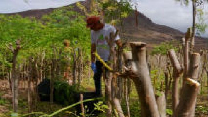 Aquí la Tierra - Moringa, un superalimento.