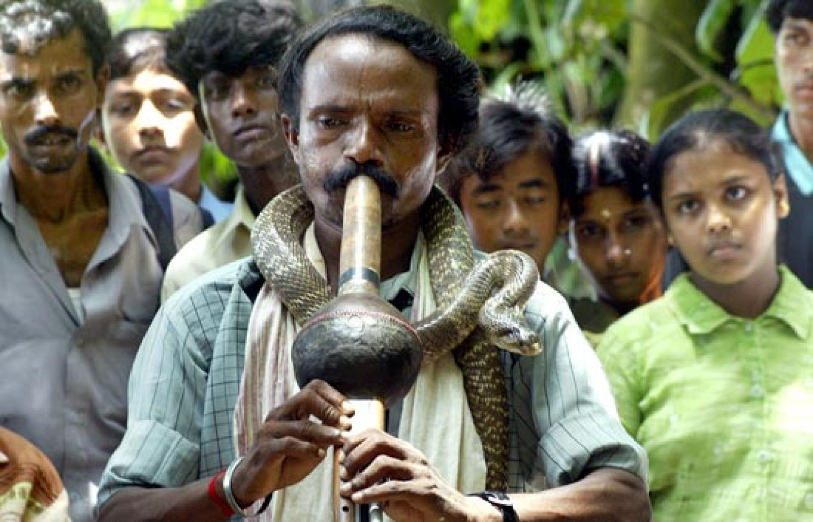 Los encantadores de serpientes de La India protestan contra la ley que prohíbe el uso comercial de reptiles vivos | Ver