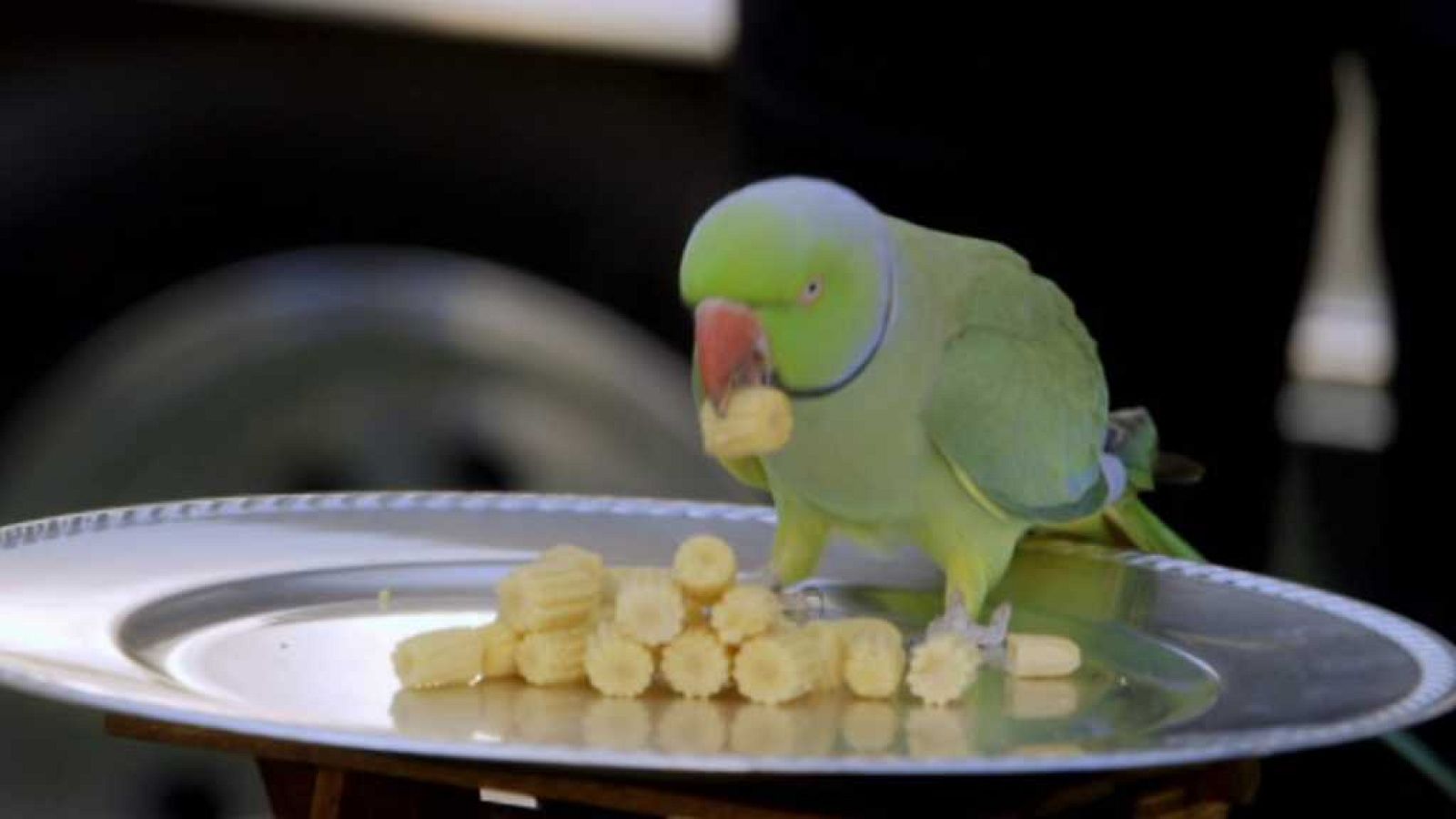 Brain Games - Los animales contra los humanos - ver ahora