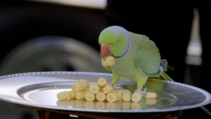 Brain Games - Los animales contra los humanos