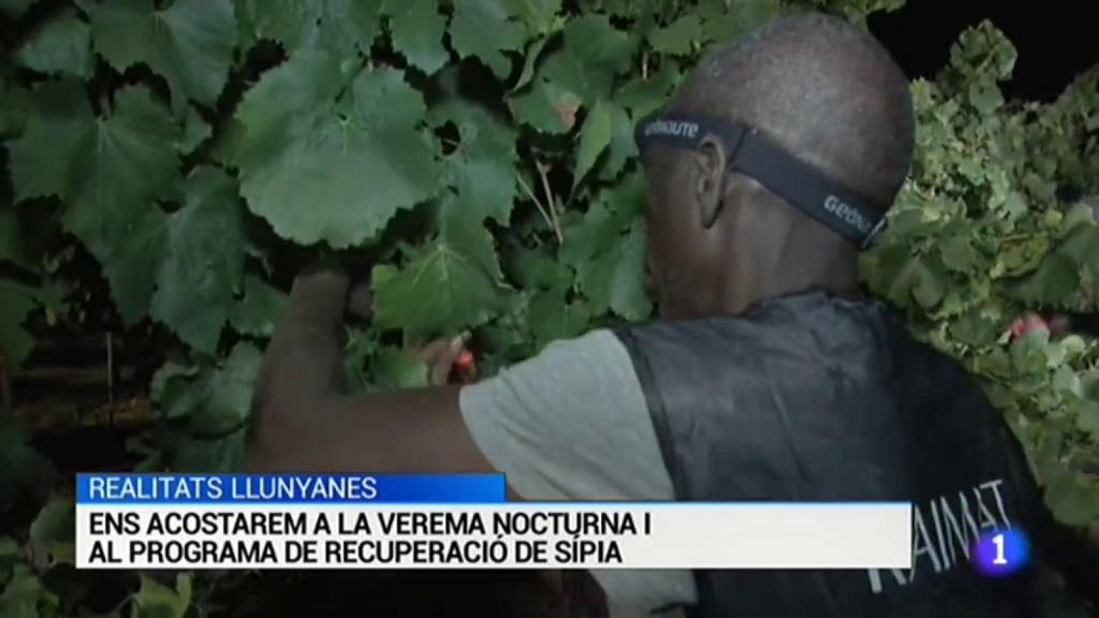 L'informatiu - 01/08/2017