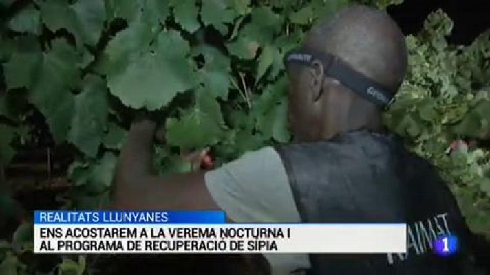 L'Informatiu - L'informatiu - 01/08/2017