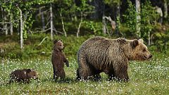 Grandes documentales - Una hermandad de osos: En los bosques de Escandinavia. 1ª parte
