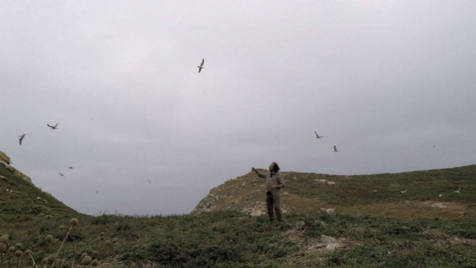 Gaviota, denostada y desconocida