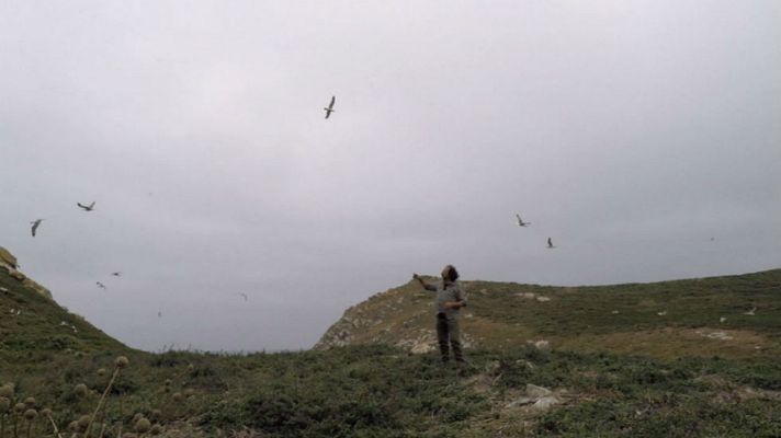 Aquí la Tierra - Gaviota, denostada y desconocida