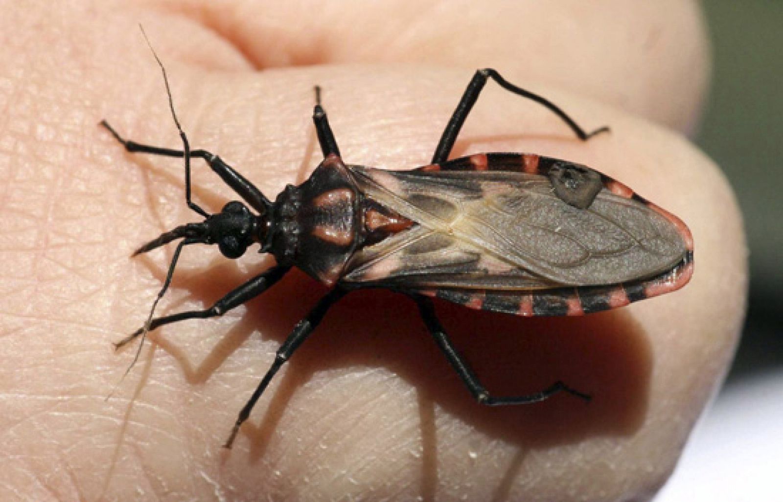 La enfermedad de Chagas infecta a 17 de millones de personas al año