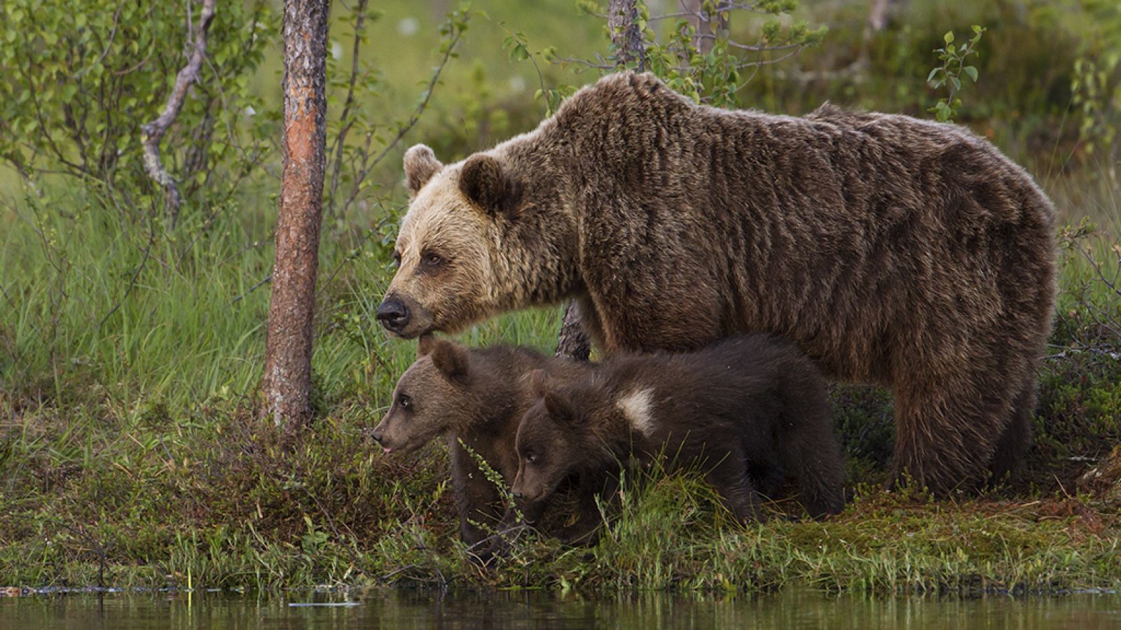 Grandes documentales - Una hermandad de osos: En los bosques de Escandinavia (2ª parte) - RTVE.es