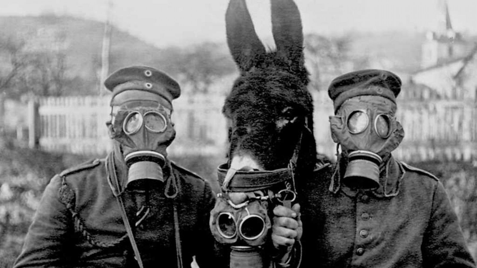 Documenta2 - Los animales en la Gran Guerra