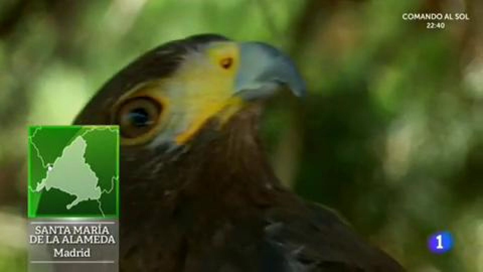 La impronta de las rapaces