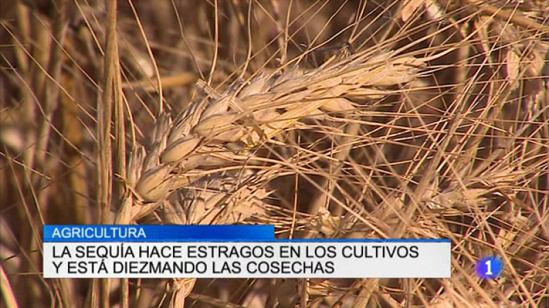  Telerioja en 2' - 03/08/17