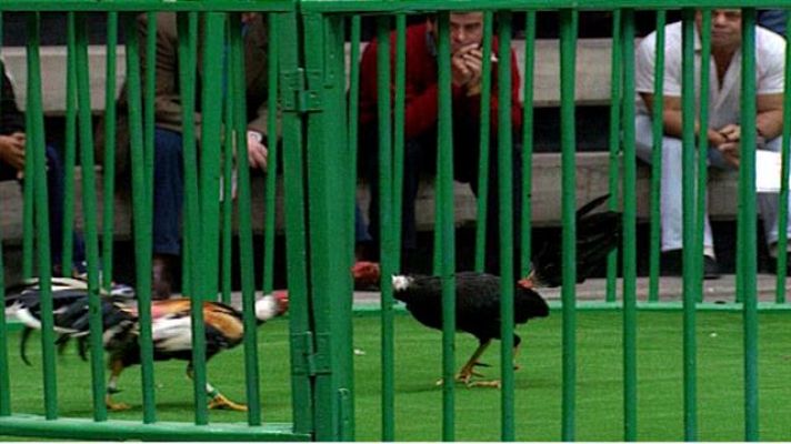 Senderos isleños - Riñas de gallos II