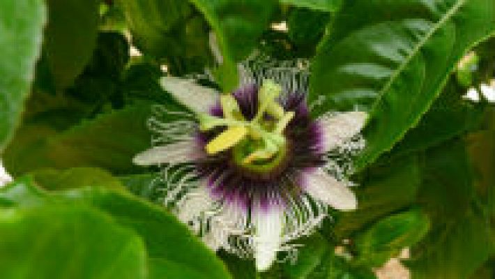 Aquí la Tierra - La flor de la pasión