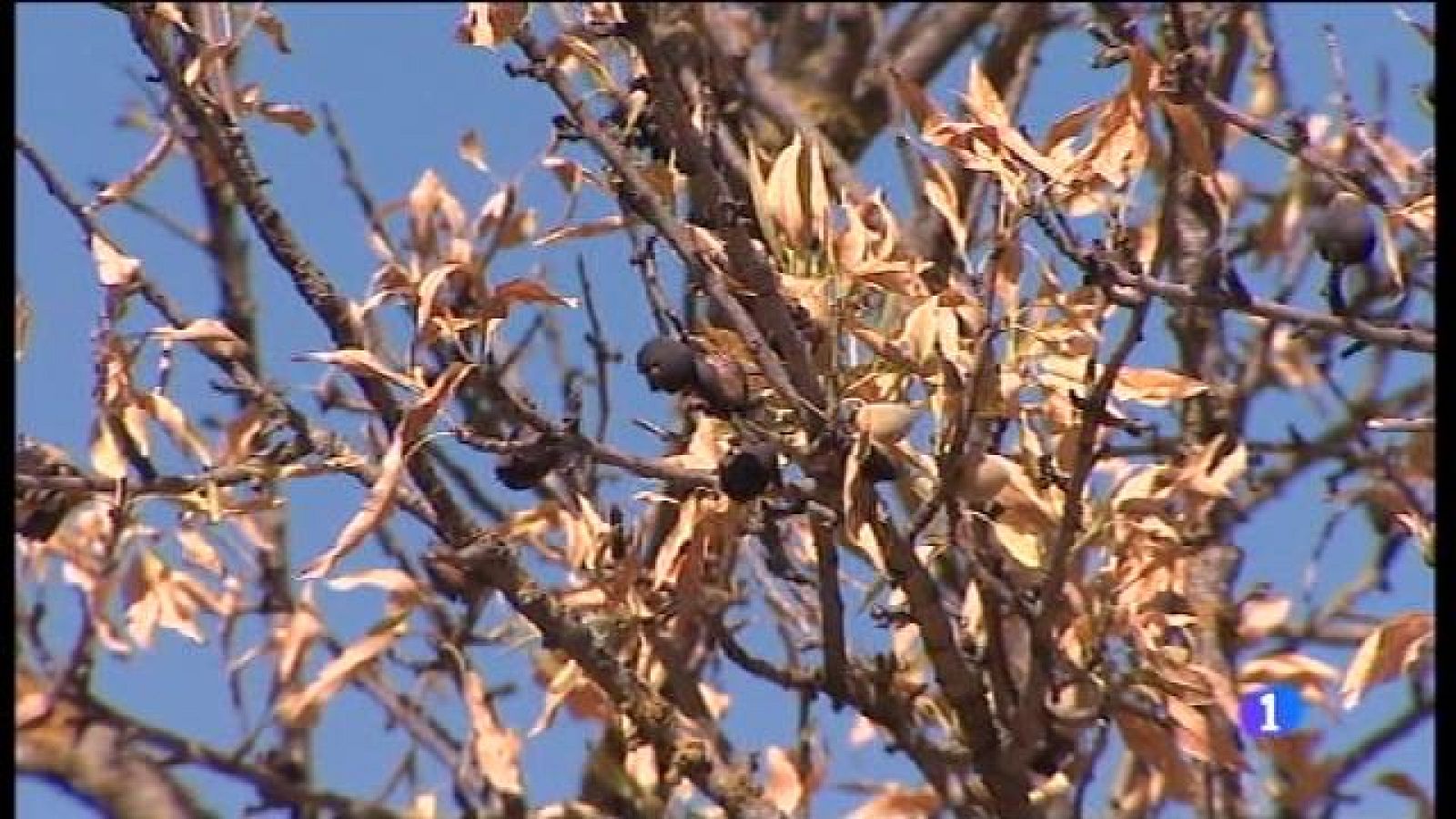 Informatiu Balear en 2' - 07/08/17