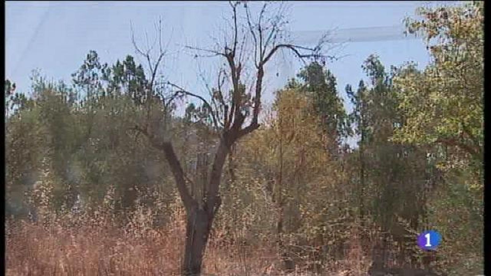 Els pagesos proposen conservar les varietats que semblen ser resistents a la Xylella