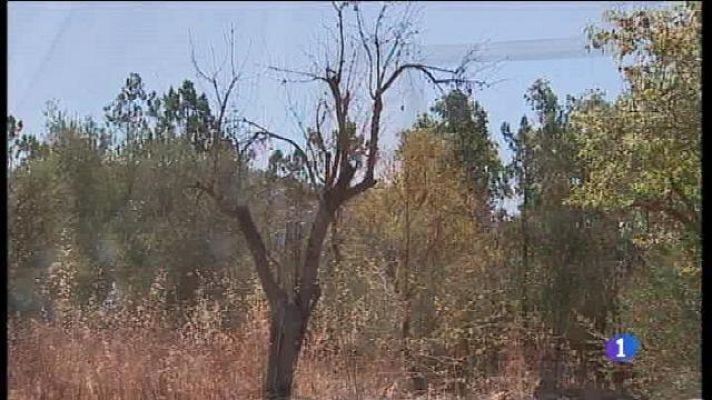 Informatiu Balear - Els pagesos proposen conservar les varietats que semblen ser resistents a la Xylella