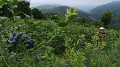 Aquí la tierra - Arándanos, joya para la salud