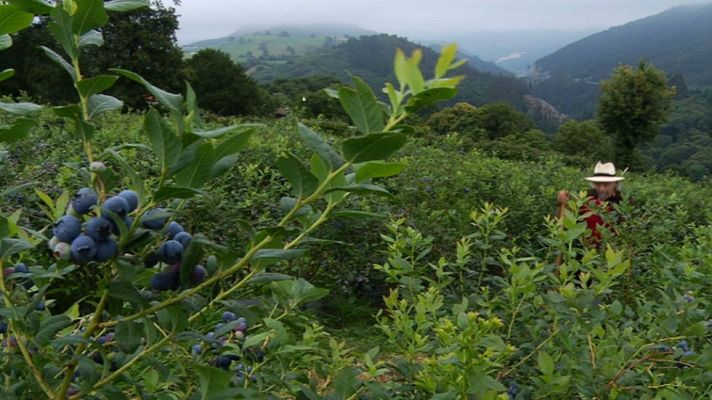 Aquí la Tierra - Arándanos, joya para la salud
