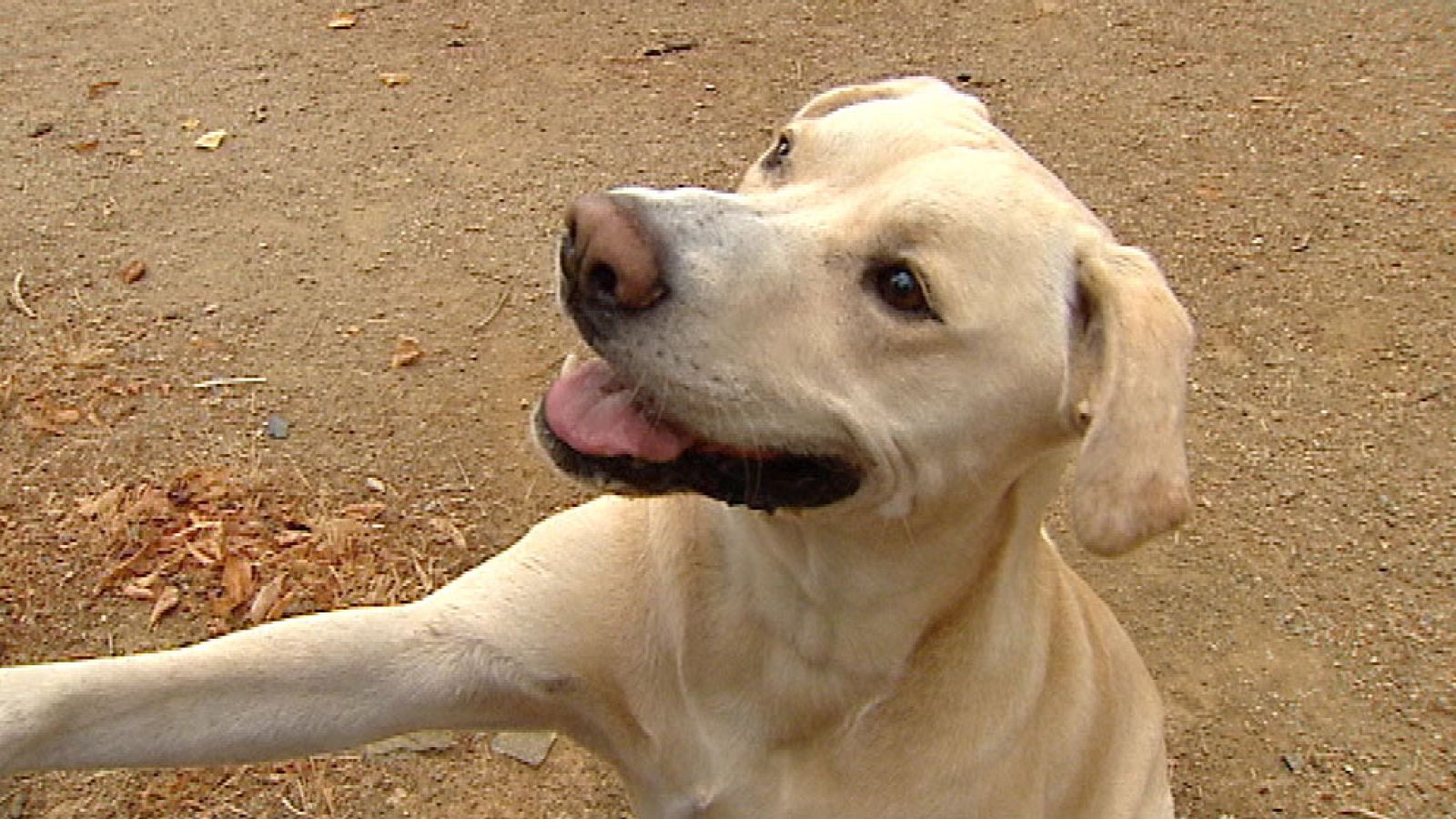 Se llama Blat, es un cruce de labrador y de pitbull y es capaz de detectar un cáncer