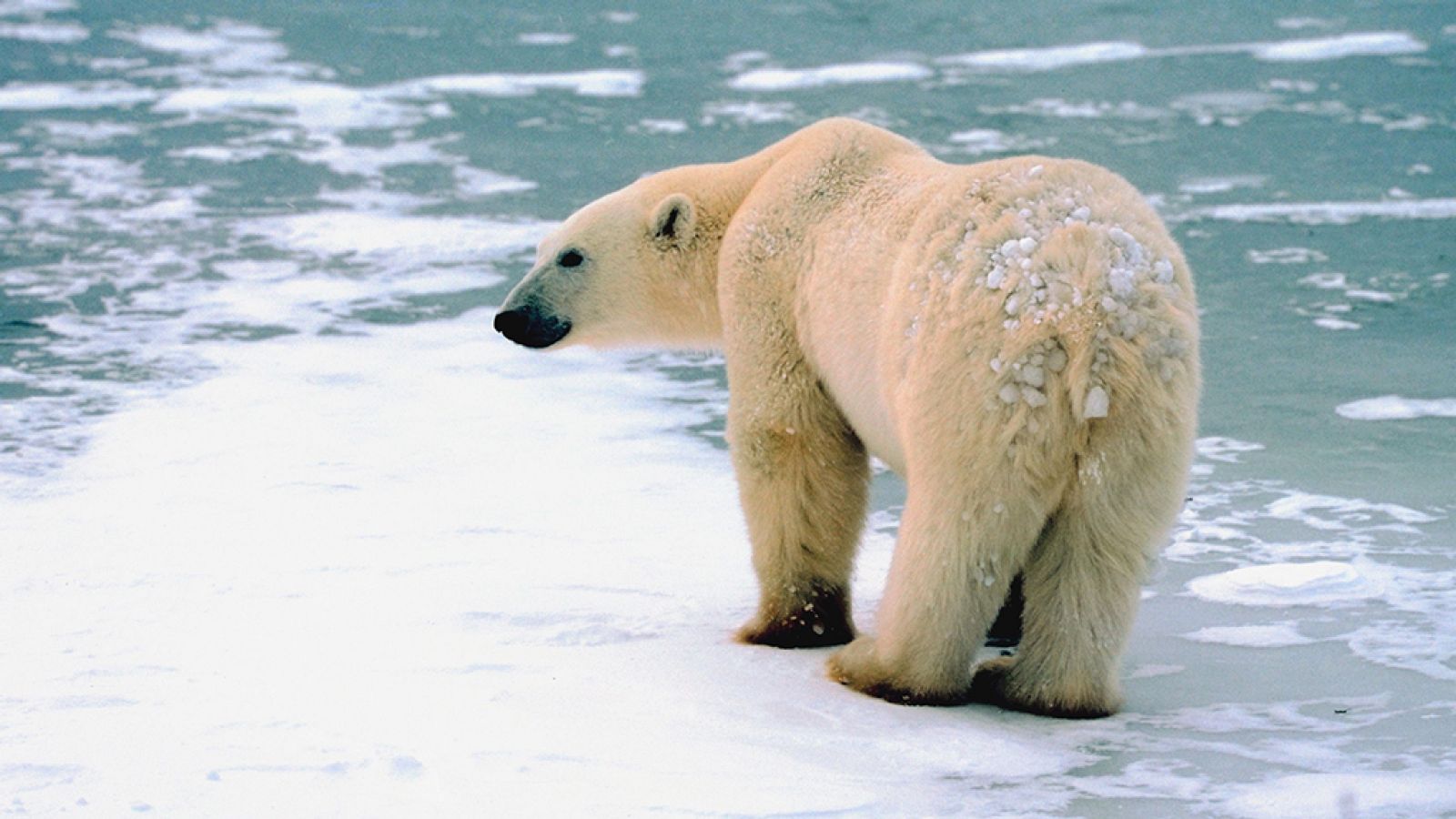 Grandes documentales - Juegos mortales: A segundos del desastre - ver ahora