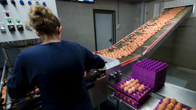 Aumenta a 13 el número de países afectados por los huevos contaminados por fi-pronil
