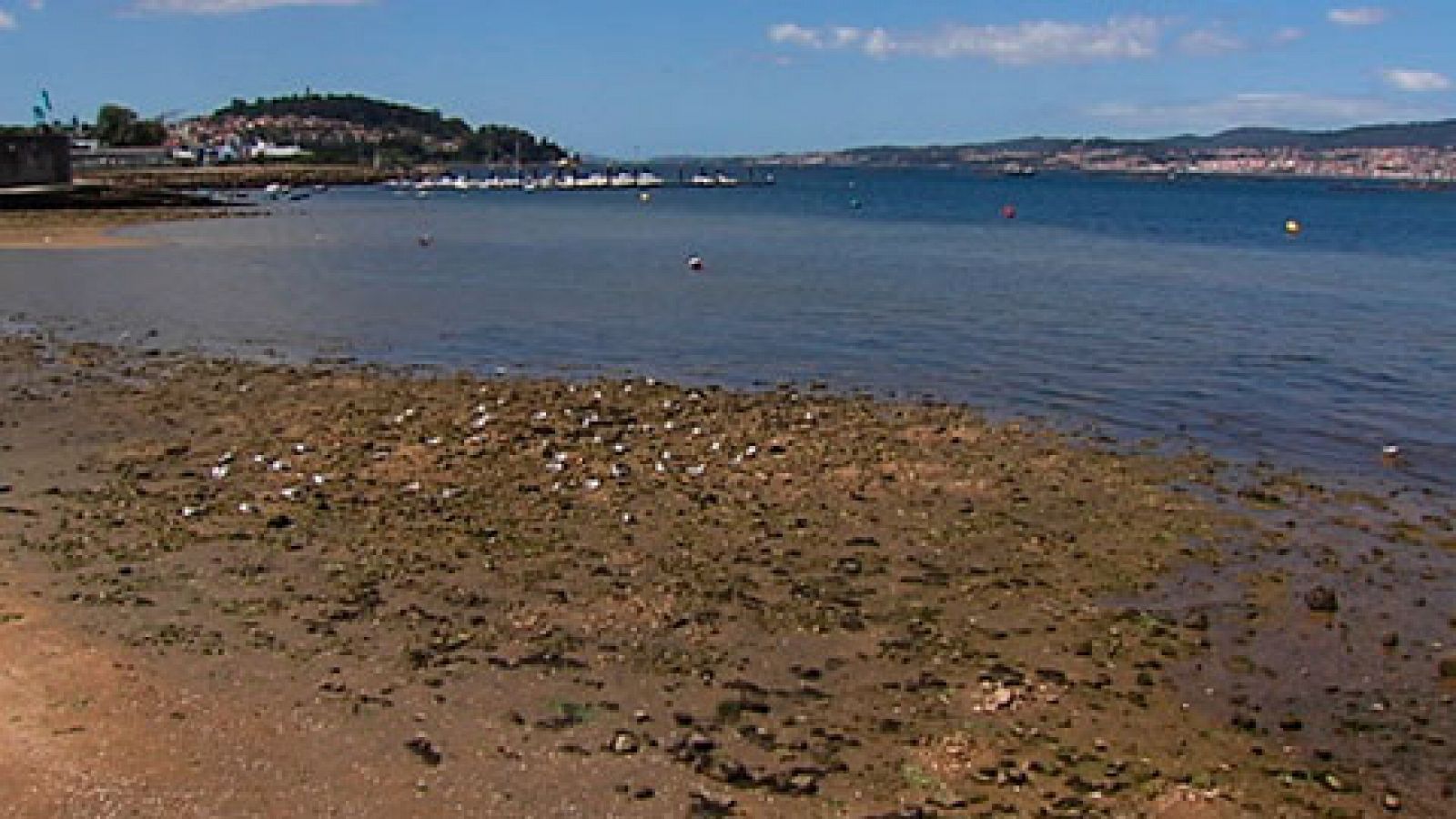 Telediario 1: Una playa de Redondela, en Pontevedra, aparece como una de las más contaminadas de España | RTVE Play