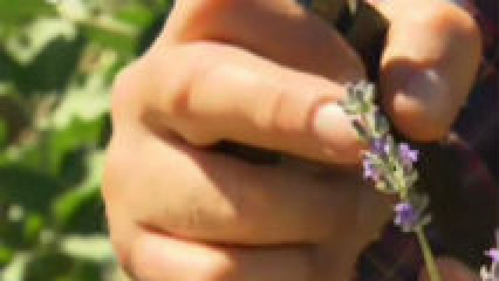 Nuestra huerta huele a lavanda