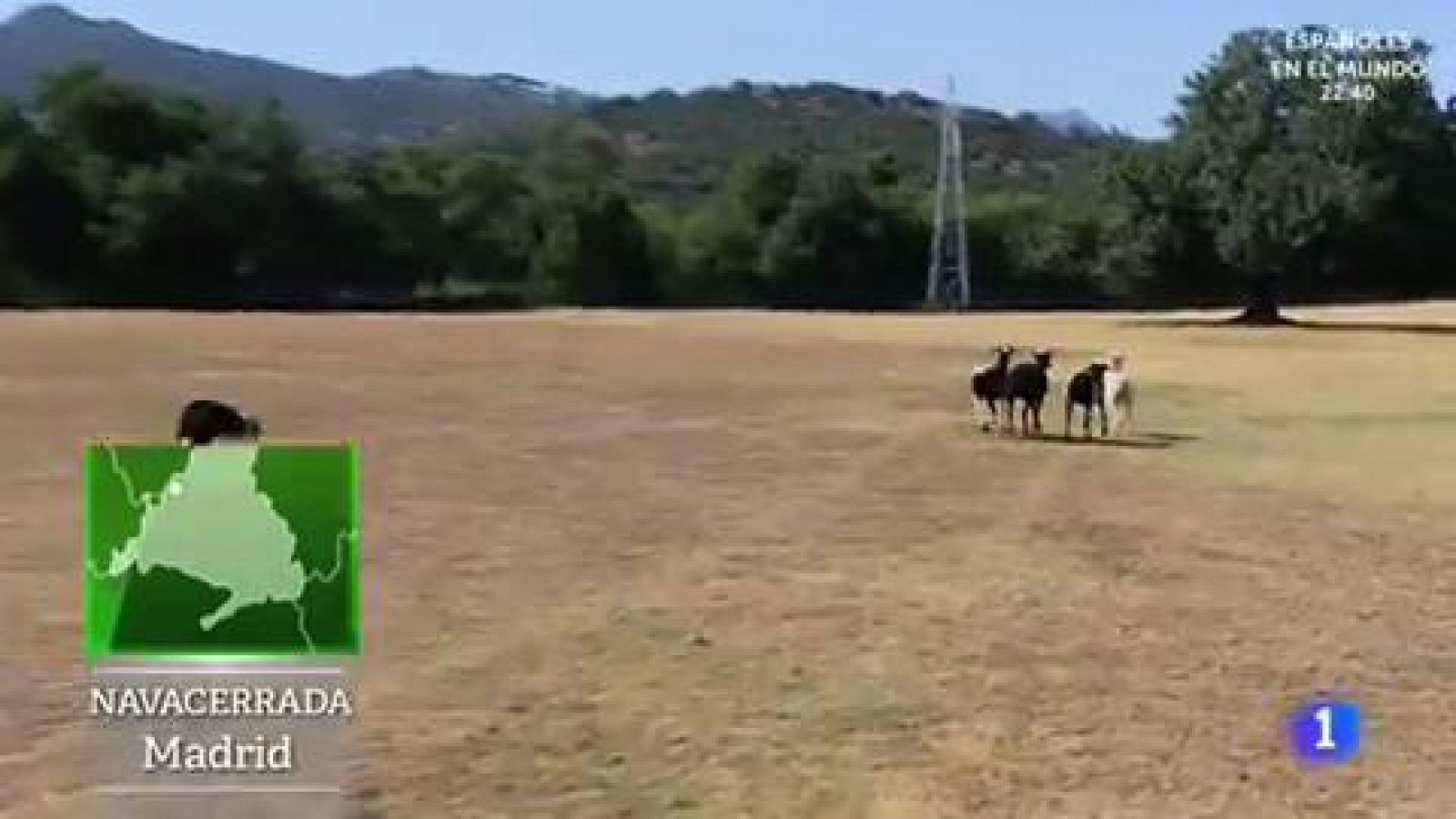 Entrenamiento de perros