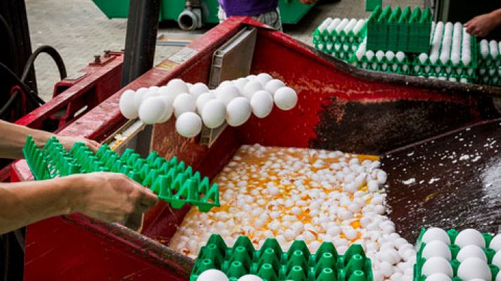 Detectadas 20 toneladas de huevo líquido contaminado