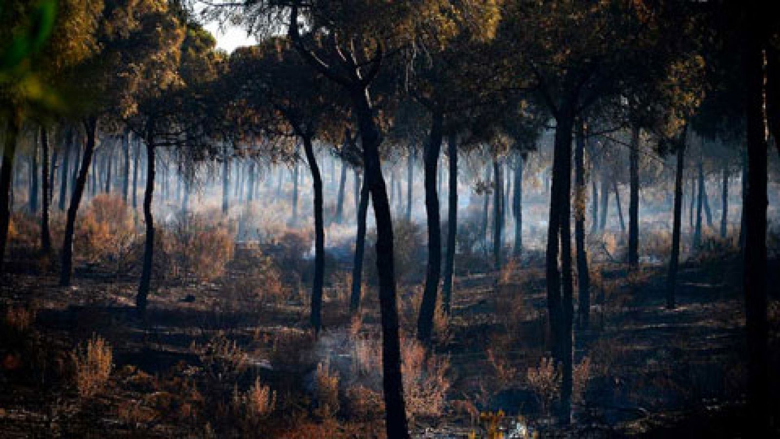 Telediario 1: Estabilizado el incendio en Santa Olalla, Huelva, tras más de 18 horas de trabajo | RTVE Play