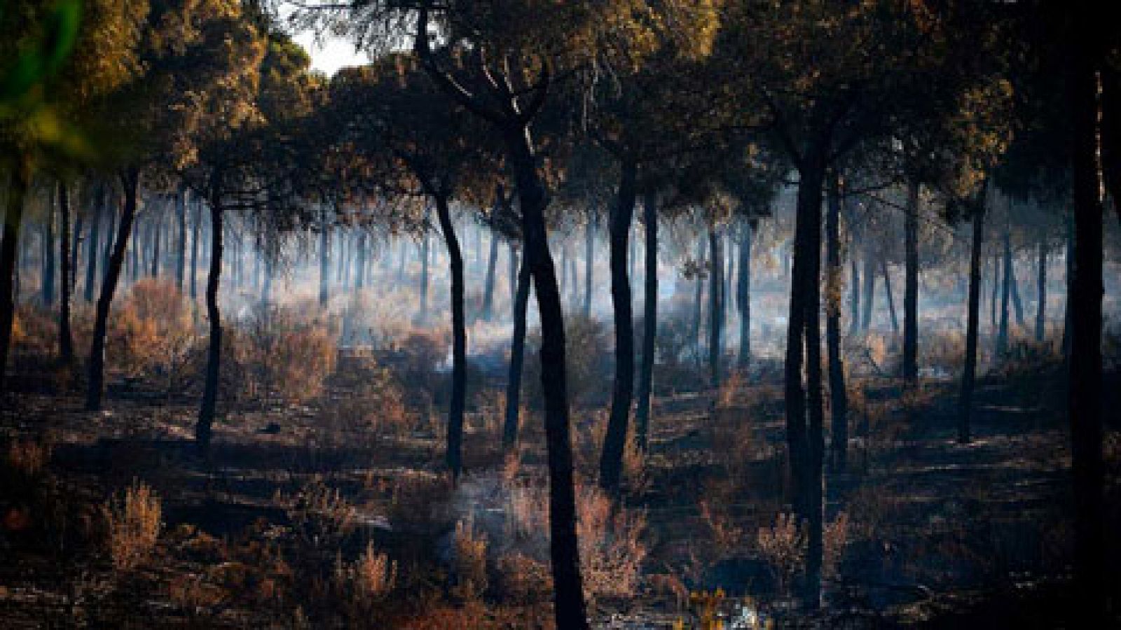 El incendio de Santa Olalla del Cala Huelva se daba por estabilizado según el INFOCA