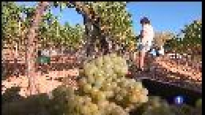 Informatiu Balear - La verema ha començat enguany dues setmanes abans.